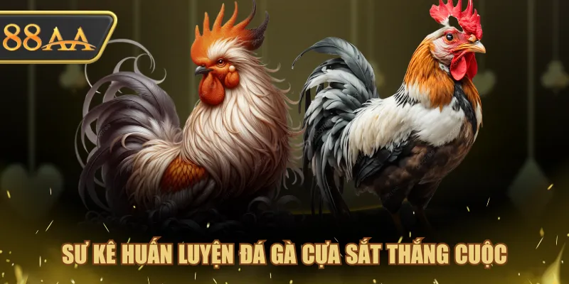 Sư Kê Đá Gà Cựa Sắt Danh Tiếng Nhìn Là Đặt Trúng 100% 2 Sư kê huấn luyện đá gà cựa sắt Thắng Cuộc